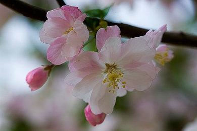 《全面战争》系列或将推出《全面战争：战锤40K》